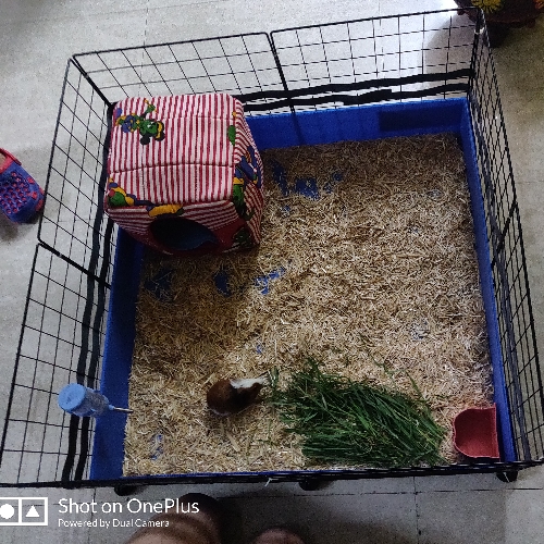Buy 28×28 in Guinea Pig C&C Cage with Base Online Best Price