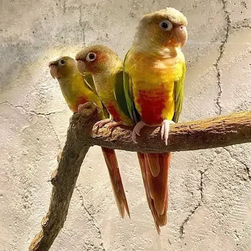 Buy Pineapple, Green Cheek Conure Exotic Bird For Sale