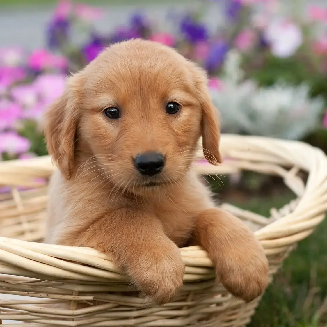 Dark Golden Retriever Puppy Price Buy Top Quality Golden