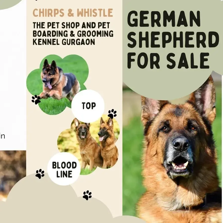 Buy Double Coat German Shepherd Puppies for Sale in Delhi