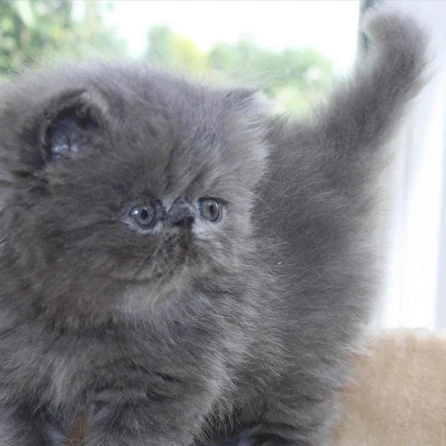 Color Persian Cat Price Persian Cat Bluish Cat Discount Blue Eyed