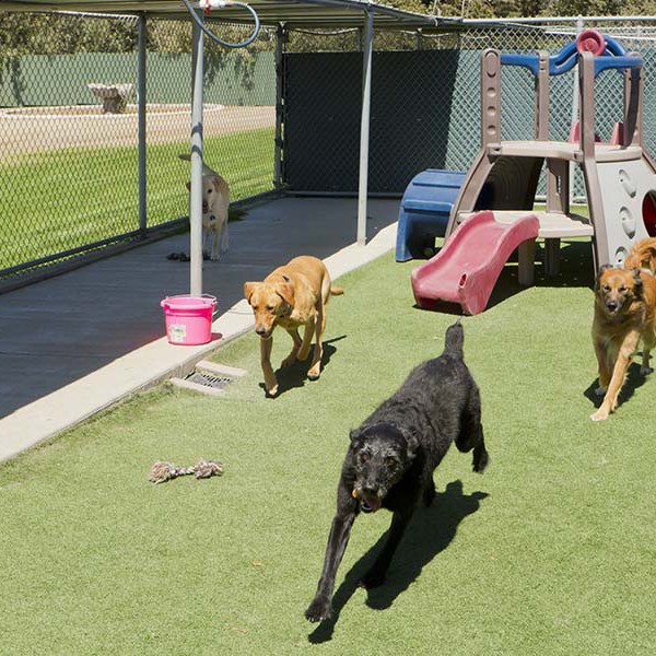 For Tails Happy Tails Grooming Prices La Posh Pets Oh La La Dog