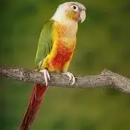Buy Pineapple, Green Cheek Conure Exotic Bird For Sale