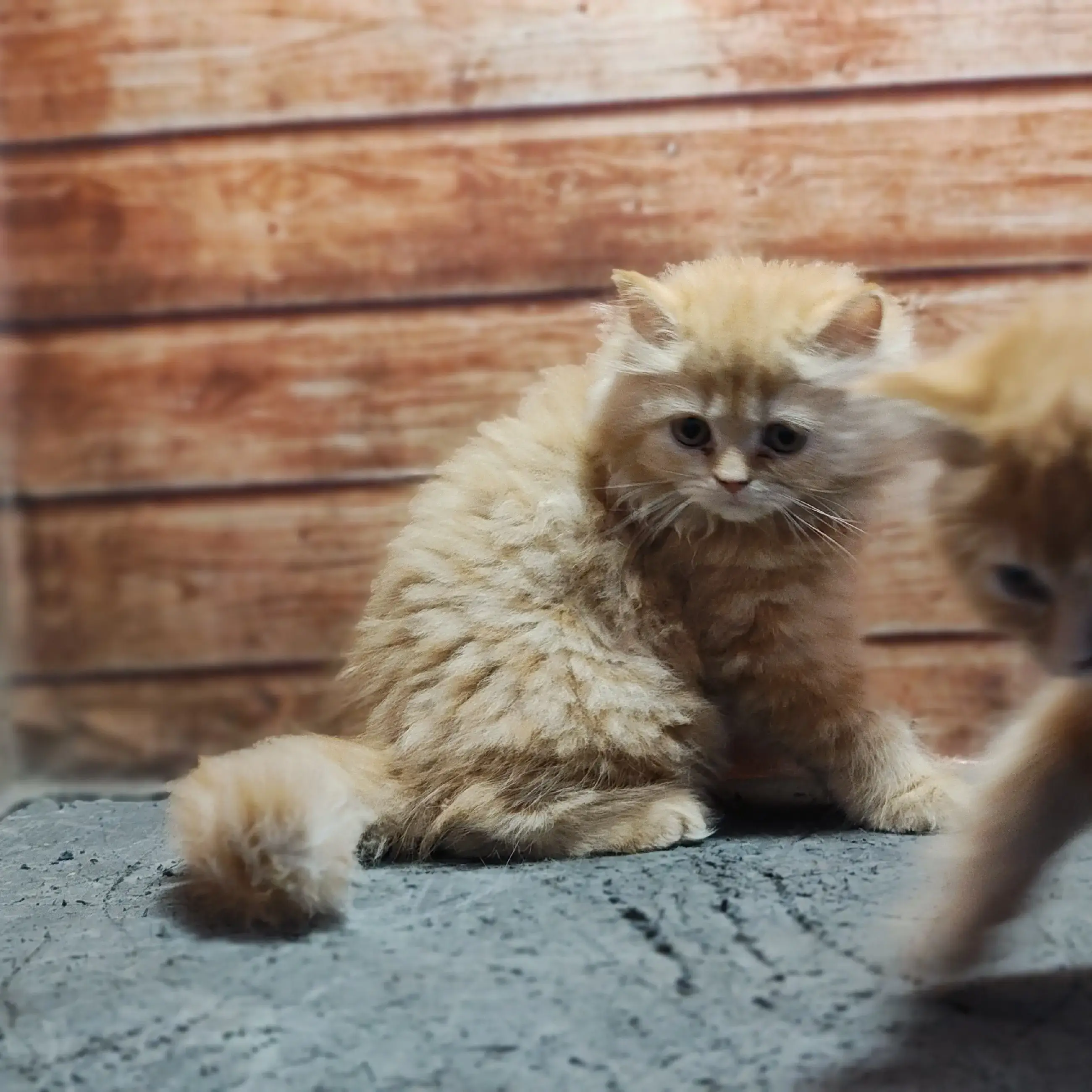 Golden Persian Kittens Delivery in Delhi, Noida Gurgaon