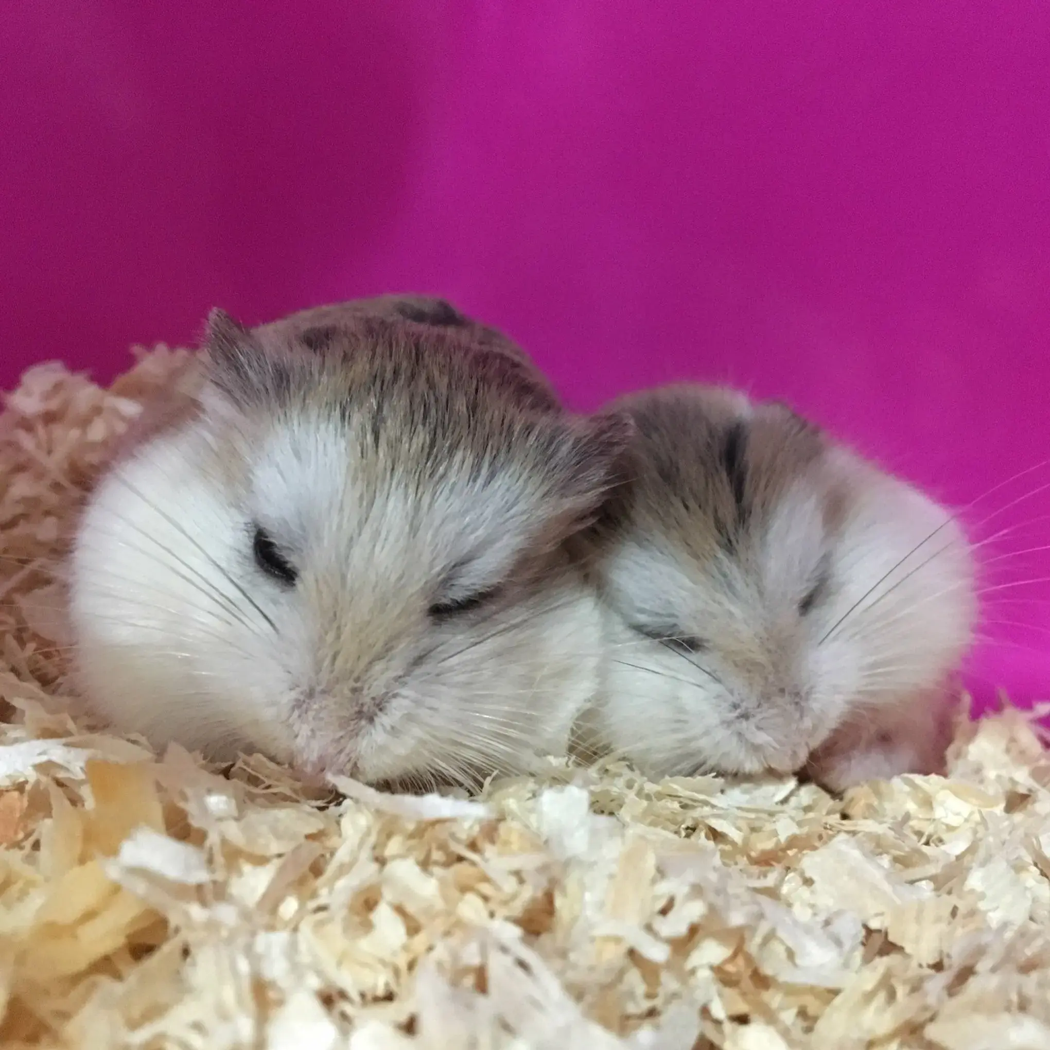 Roborovski Dwarf Hamsters Best Kind Of Hamster For A Child Dwarf