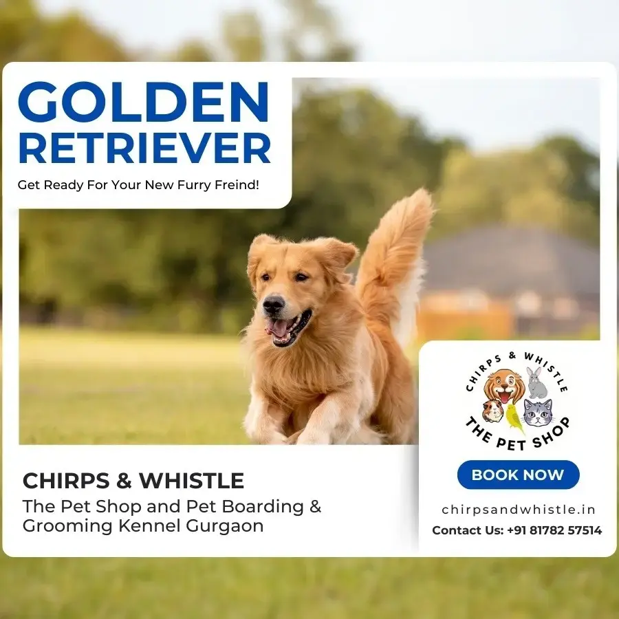 Top Quality Golden Retriever Puppies for Sale Delhi, Noida
