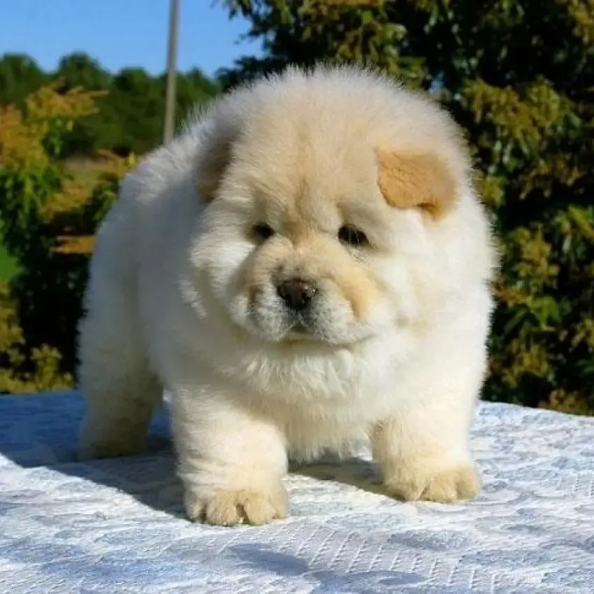Chao Chao Dog Chau Chau Chow Chow Breed Information Chow Chow