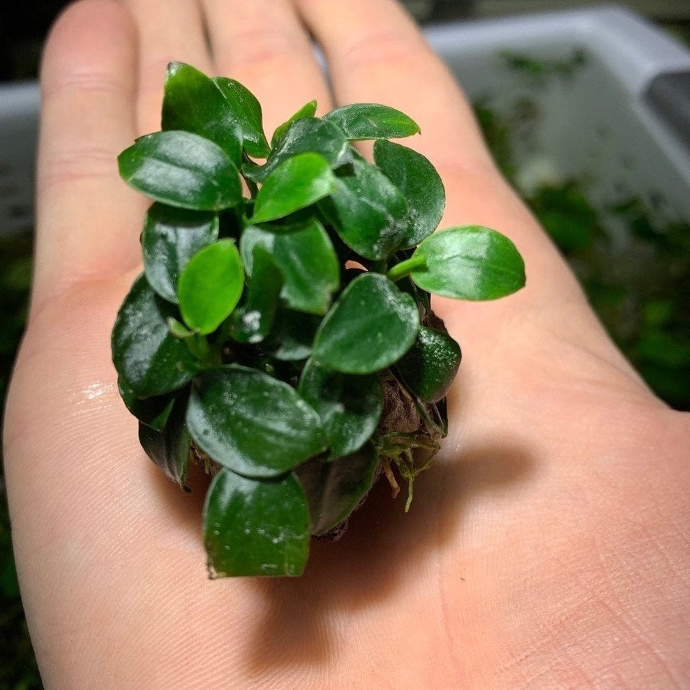 Buy Anubias Nana Petite. online at best price | OhMleT Shoppe