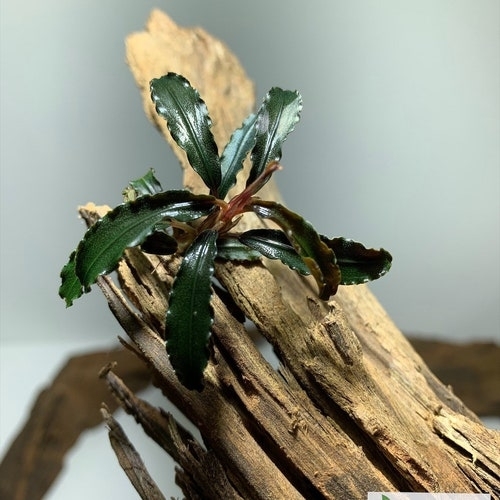 Bucephalandra sp. Godzilla mini　ゴジラミニ Buy Bucephalandra Godzilla online at best price | OhMleT Shoppe