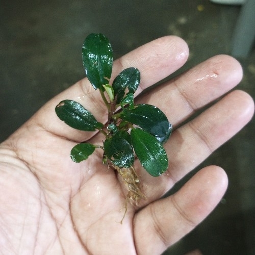 Buy Bucephalandra Helena online at best price | OhMleT Shoppe