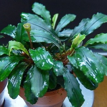 水草 Bucephalandra sp.\"Kudangan\" backend=imagemagick;version=1;