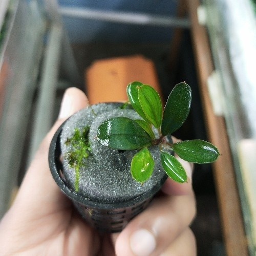 水草 Bucephalandra sp.\"Kudangan\" Bucephalandra sp. Kudangan Mini Round Bucephalandra Kedagang