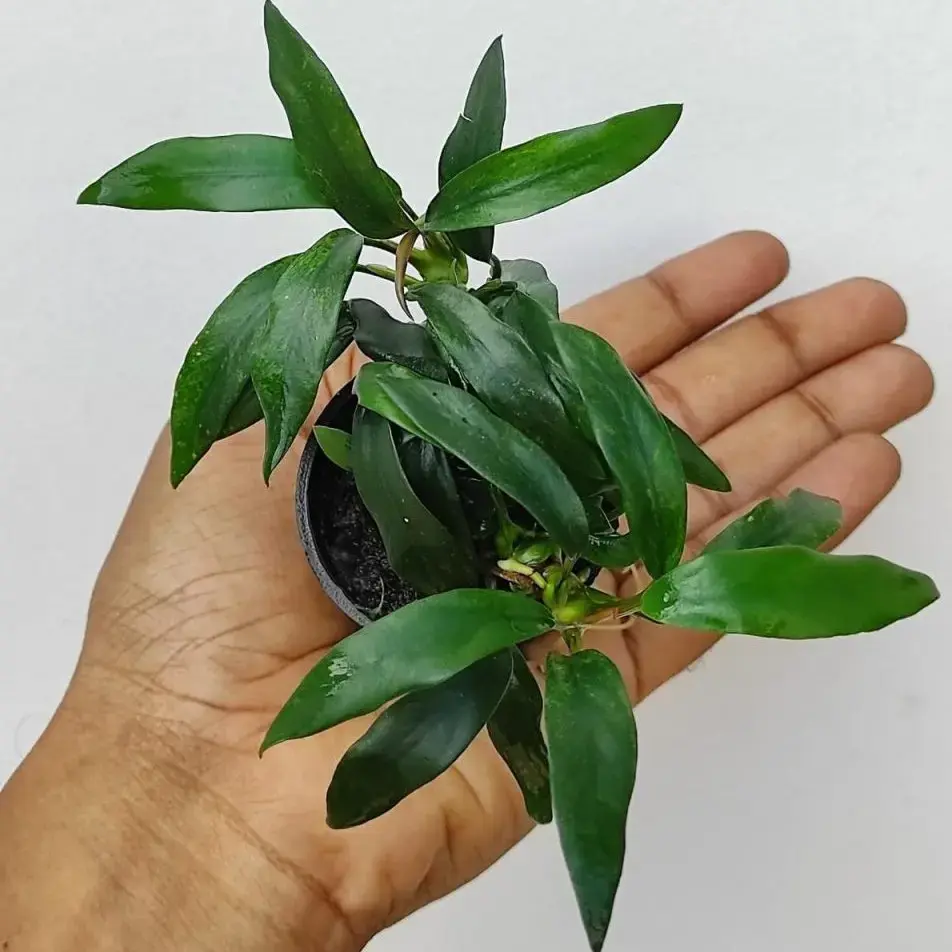 Buy Anubias Dragon Claw Pot (OHM047) online at best price | OhMleT
