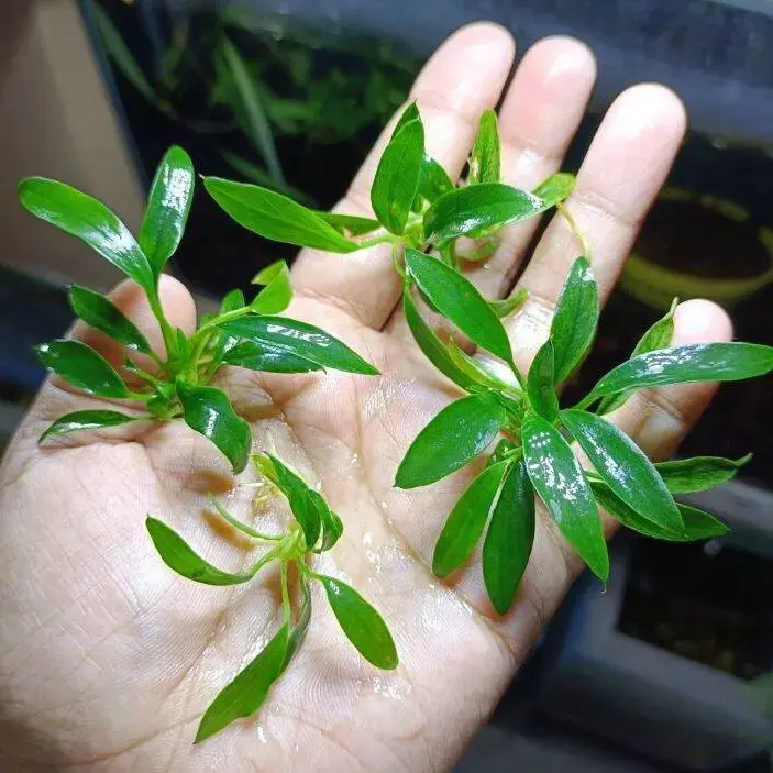 Buy Anubias Dragon Claw (OHM048) online at best price | OhMleT Shoppe
