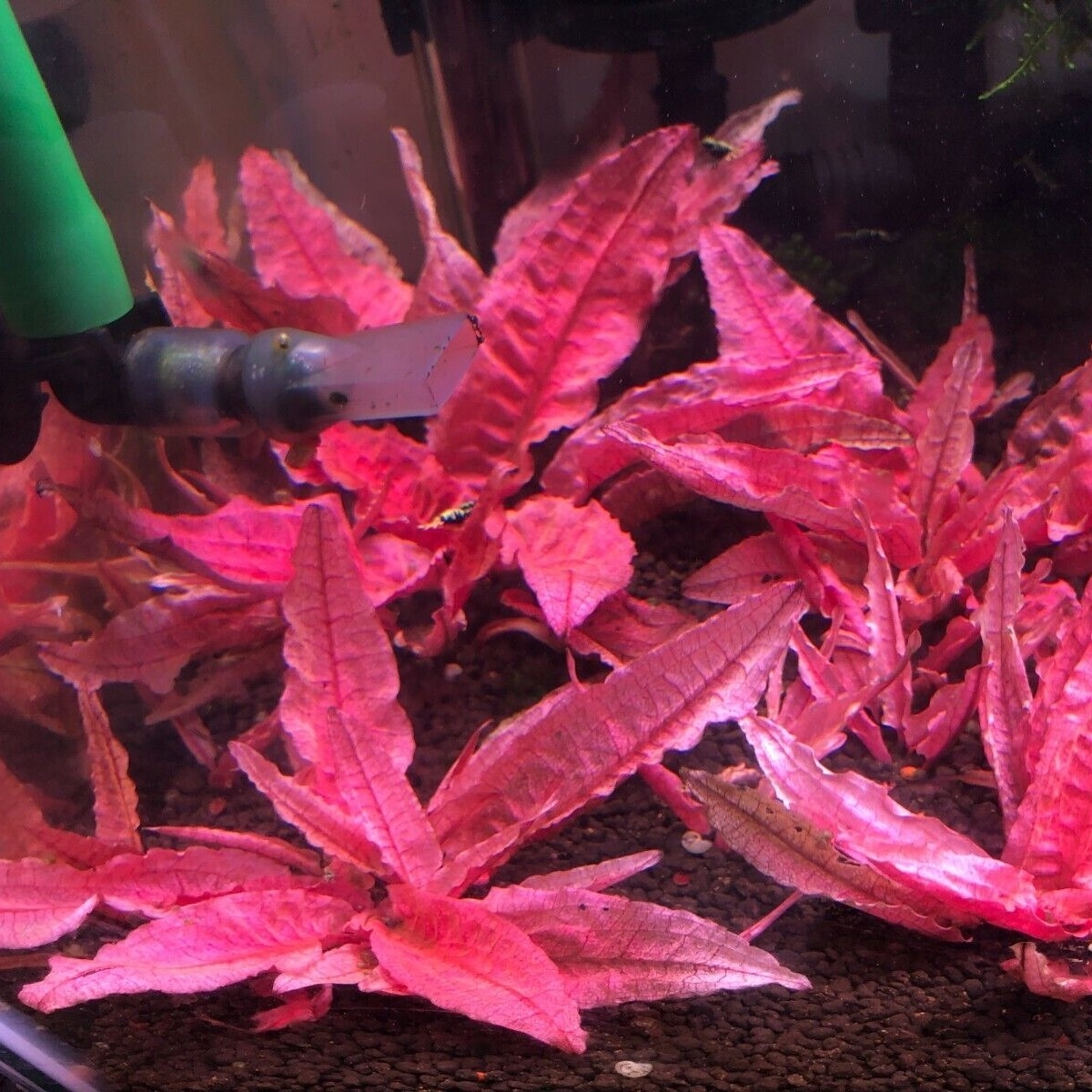 Buy Cryptocoryne Flemingo (Pink Panther) (TC) online at best price | OhMleT  Shoppe