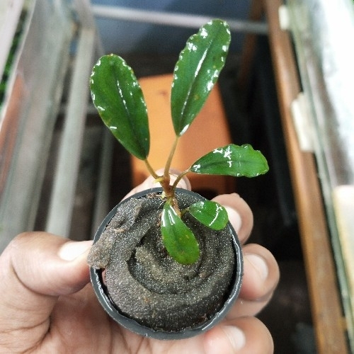 Buy Bucephalandra Sekandu online at best price | OhMleT Shoppe