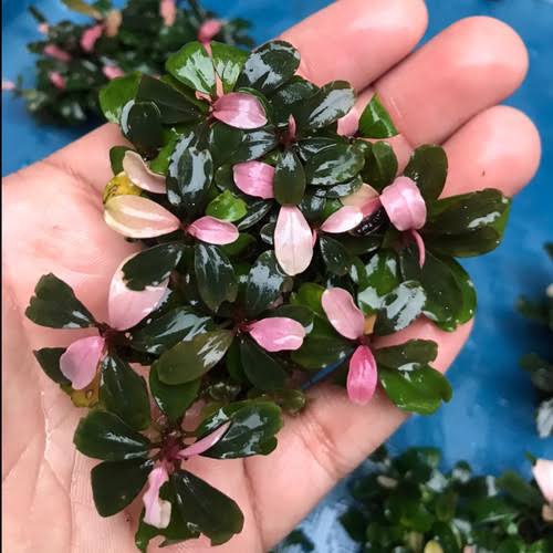 Buy Bucephalandra black pink. online at best price | OhMleT Shoppe