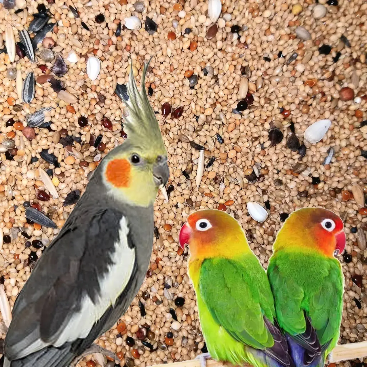 Lovebird Fido 500 Premium Lovebird Seed Mix For Small Parrots