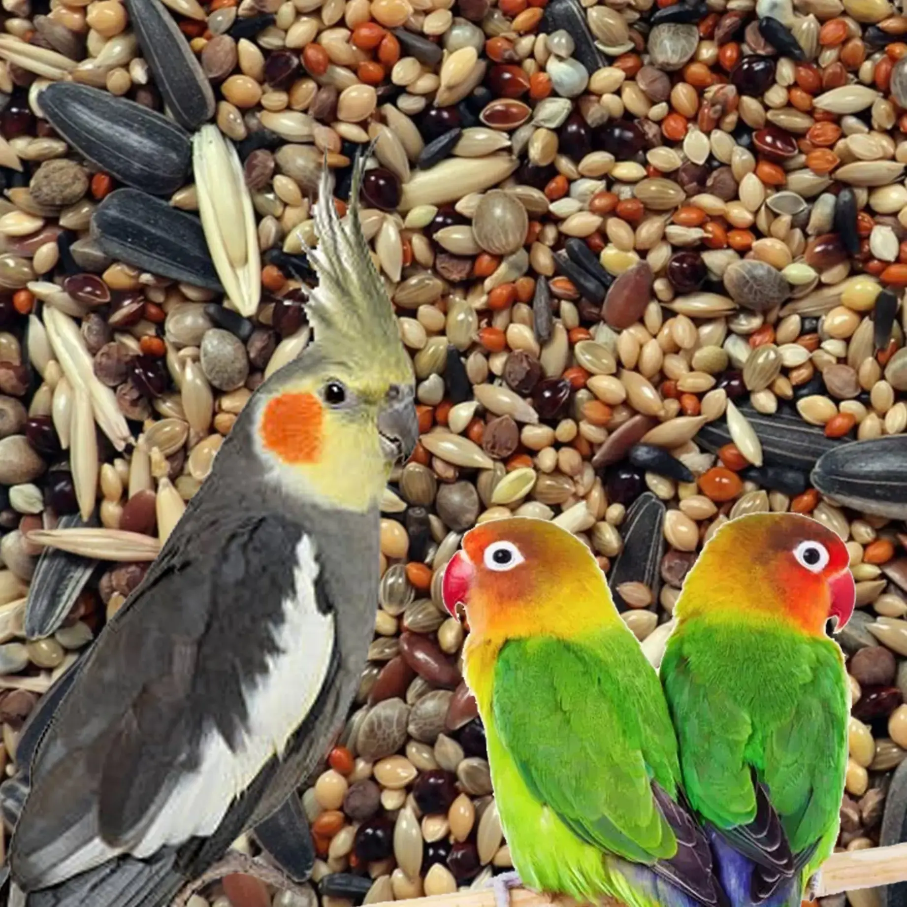 Cockatiel Exptic Birds For Sale Lovebird Buy Exotic Birds Online