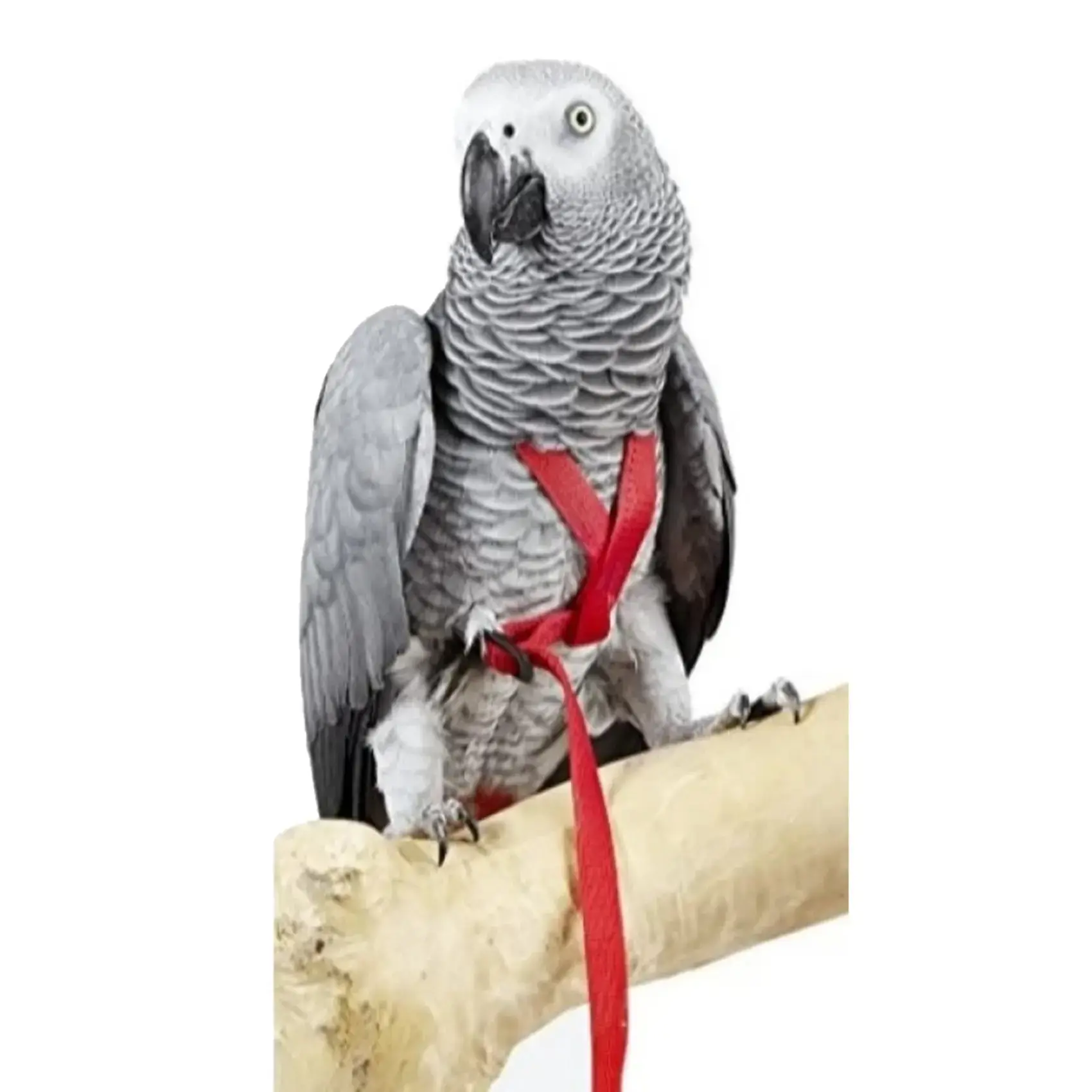 Pet Supplies Bird Leash African Grey Leenwa 6m Parrot Bird Harness - Main Image