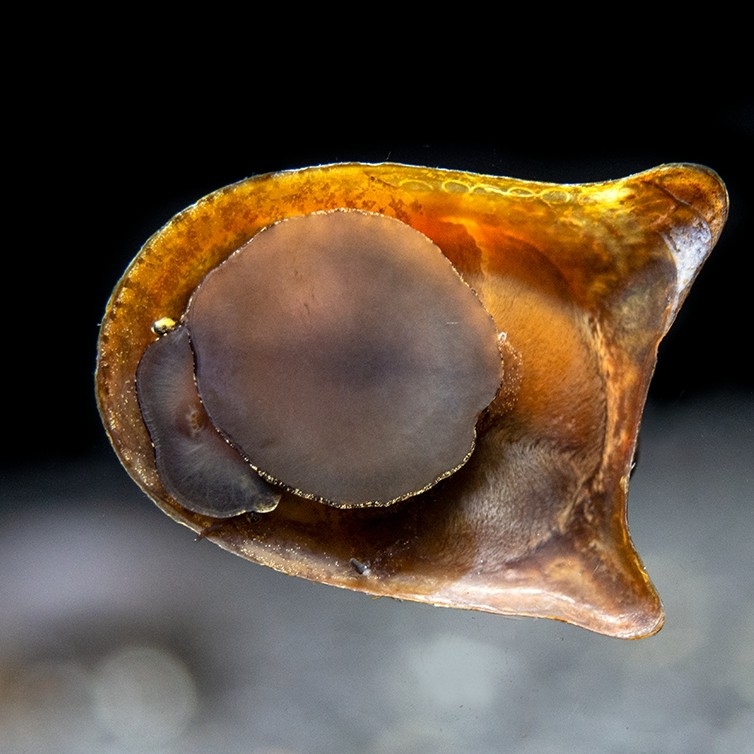 Batman Nerite Snail - 1
