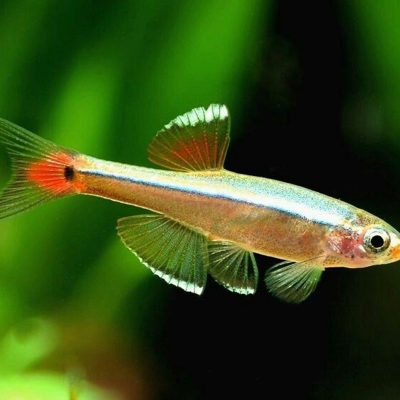 Buy White Cloud Mountain Minnow (Tanichthys albonubes) 2.2cm