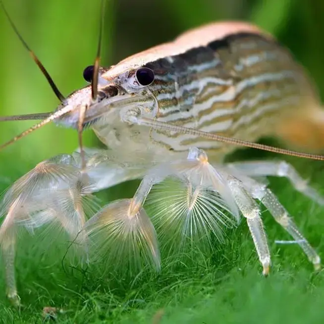 Buy Bamboo Shrimp online at best price | Dee Shrimps India