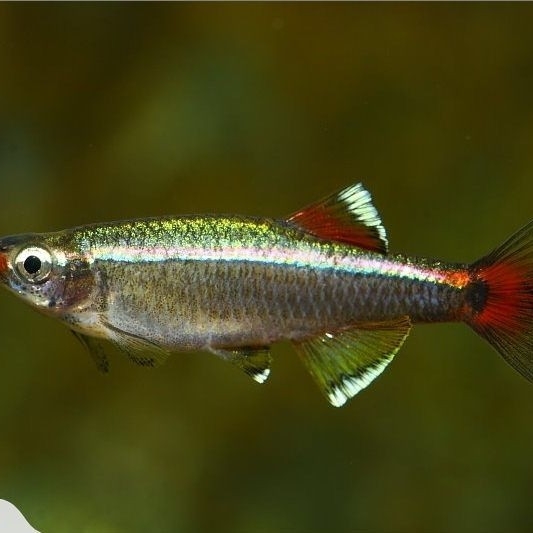 Buy White Cloud Mountain Minnow (Tanichthys albonubes) 2.2cm