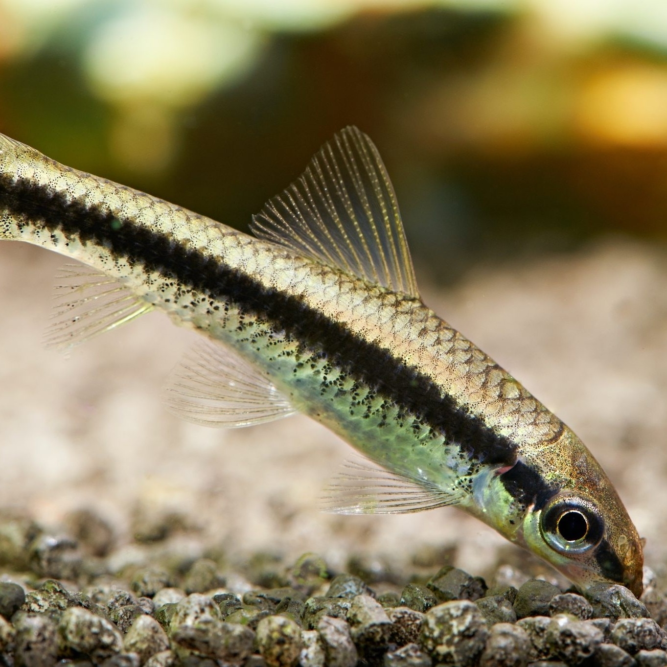 Buy Siamese Algae Eater (Crossocheilus siamensis) online at