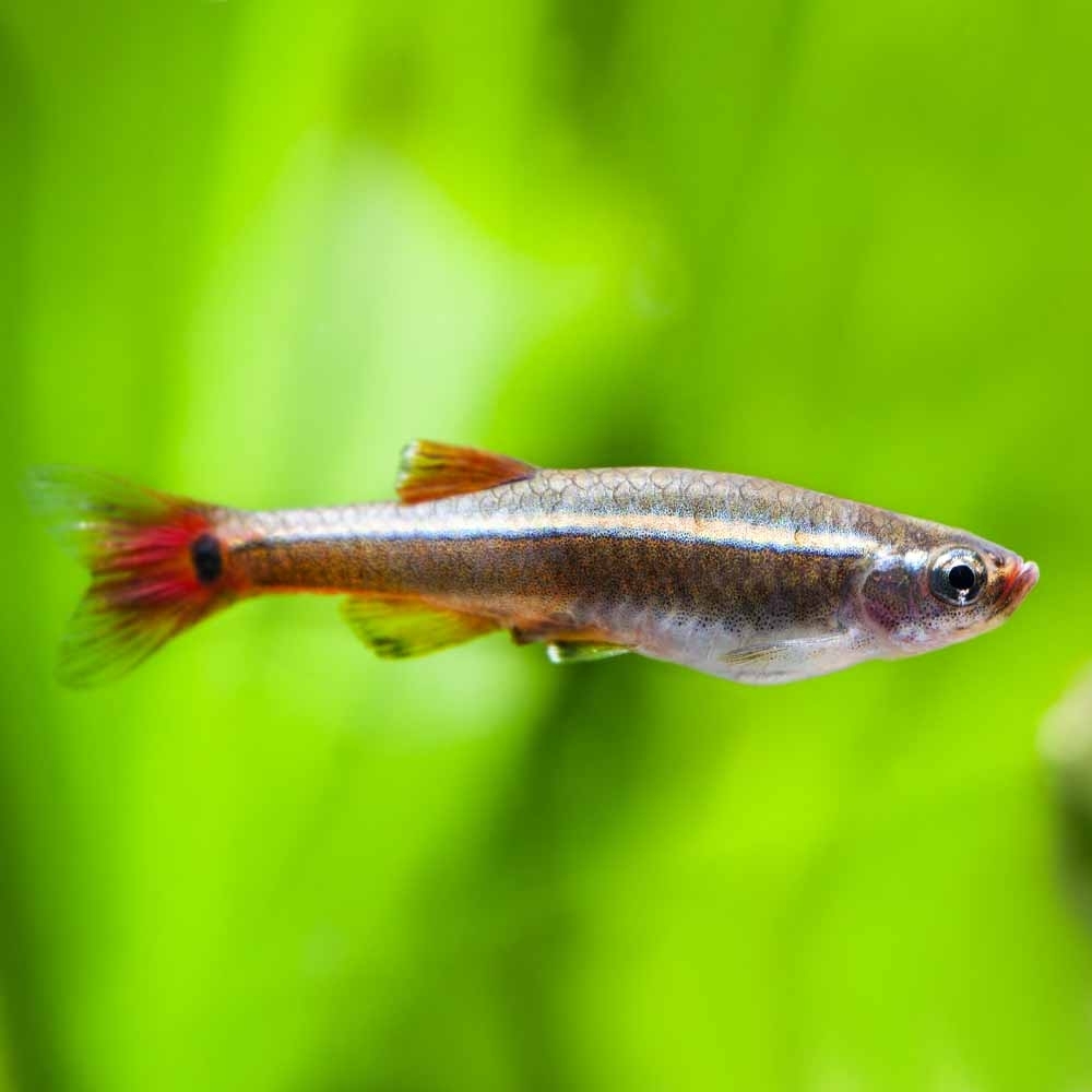 Buy White Cloud Mountain Minnow (Tanichthys albonubes) 2.2cm