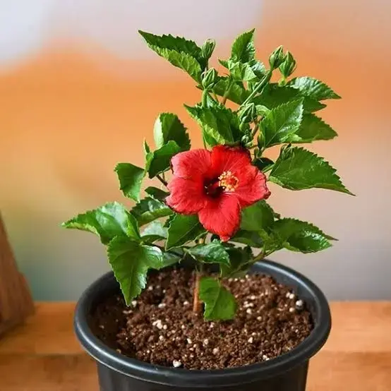 Buy HIBISCUS PLANT online at best price | GREEN HOME NURSERY