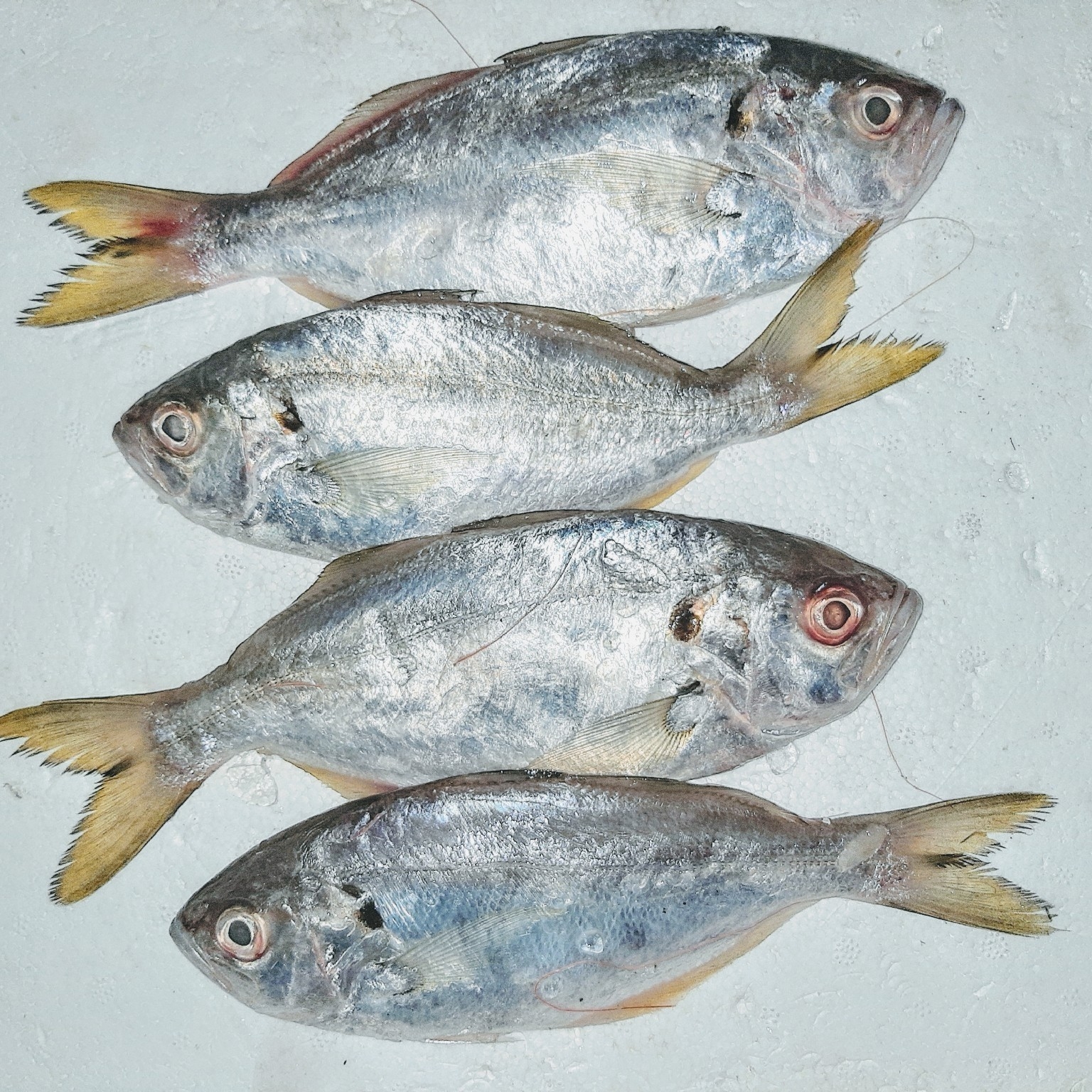Sahula Fish Buy Saundala (सौंदाळे), Butterfish - Cleaned & Whole online at best ...