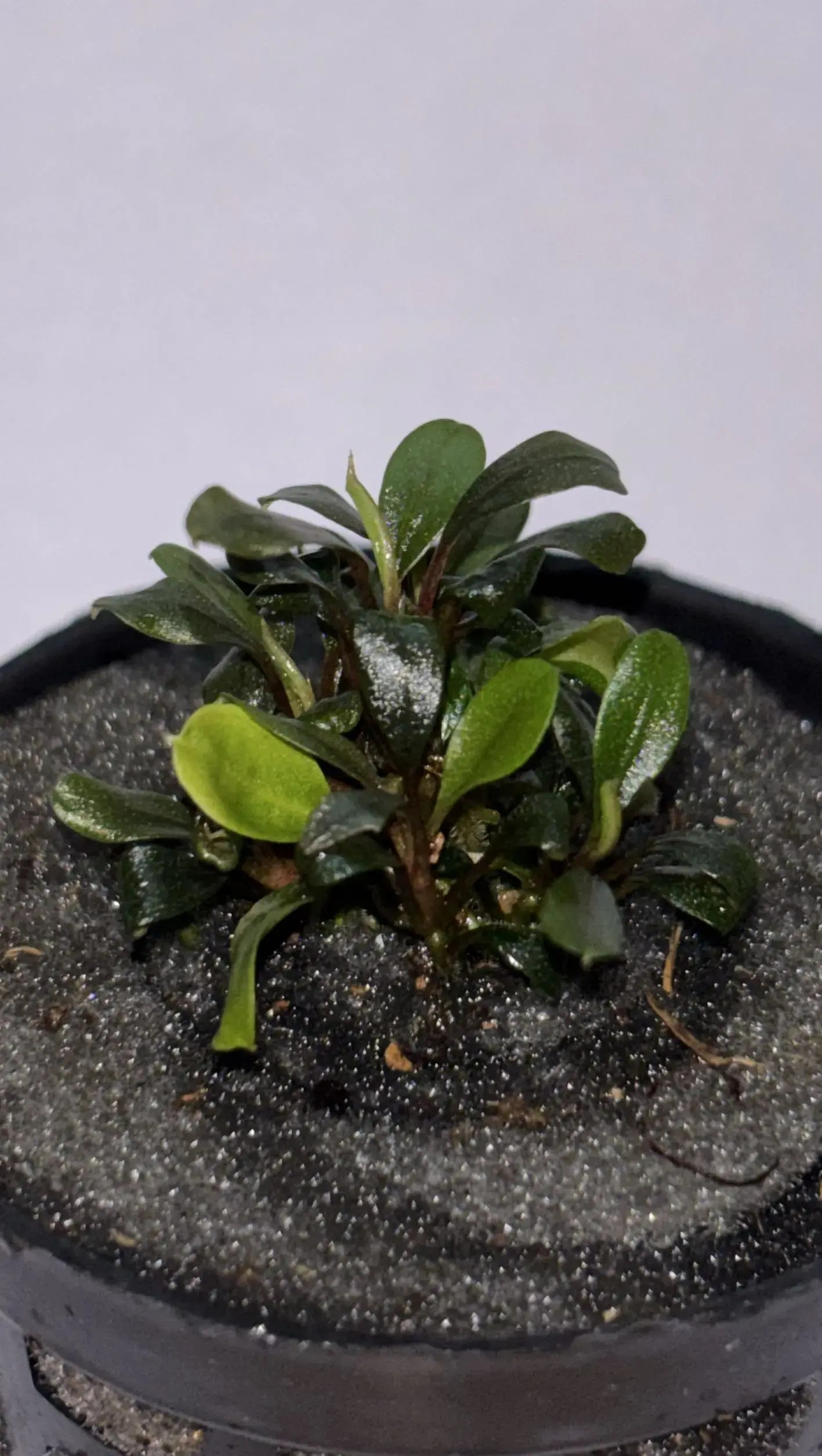 Buy Bucephalandra Black online at best price | GreenMoss Aquarium