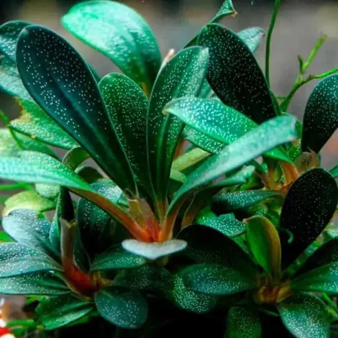 Buy Bucephalandra(1pot) online at best price | GreenMoss Aquarium
