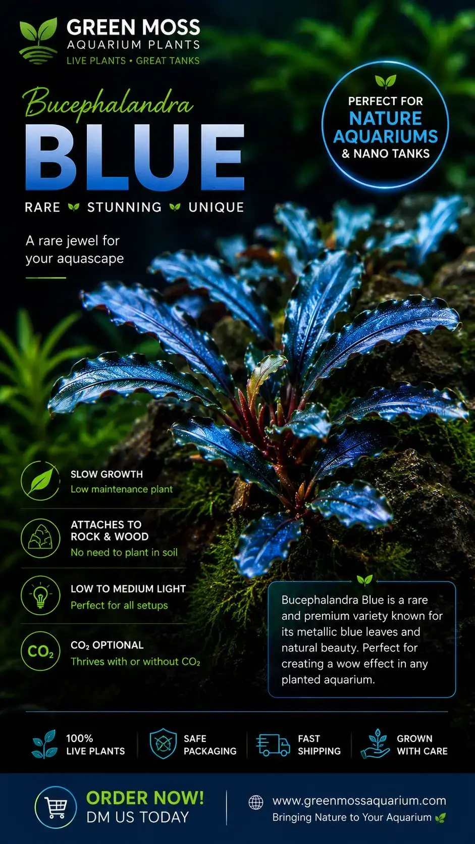 Buy Bucephalandra Blue online at best price | GreenMoss Aquarium