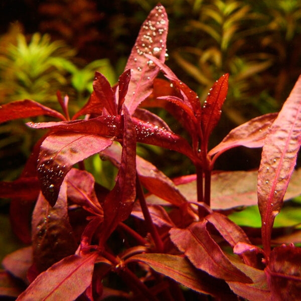 Alternanthera sessilis
