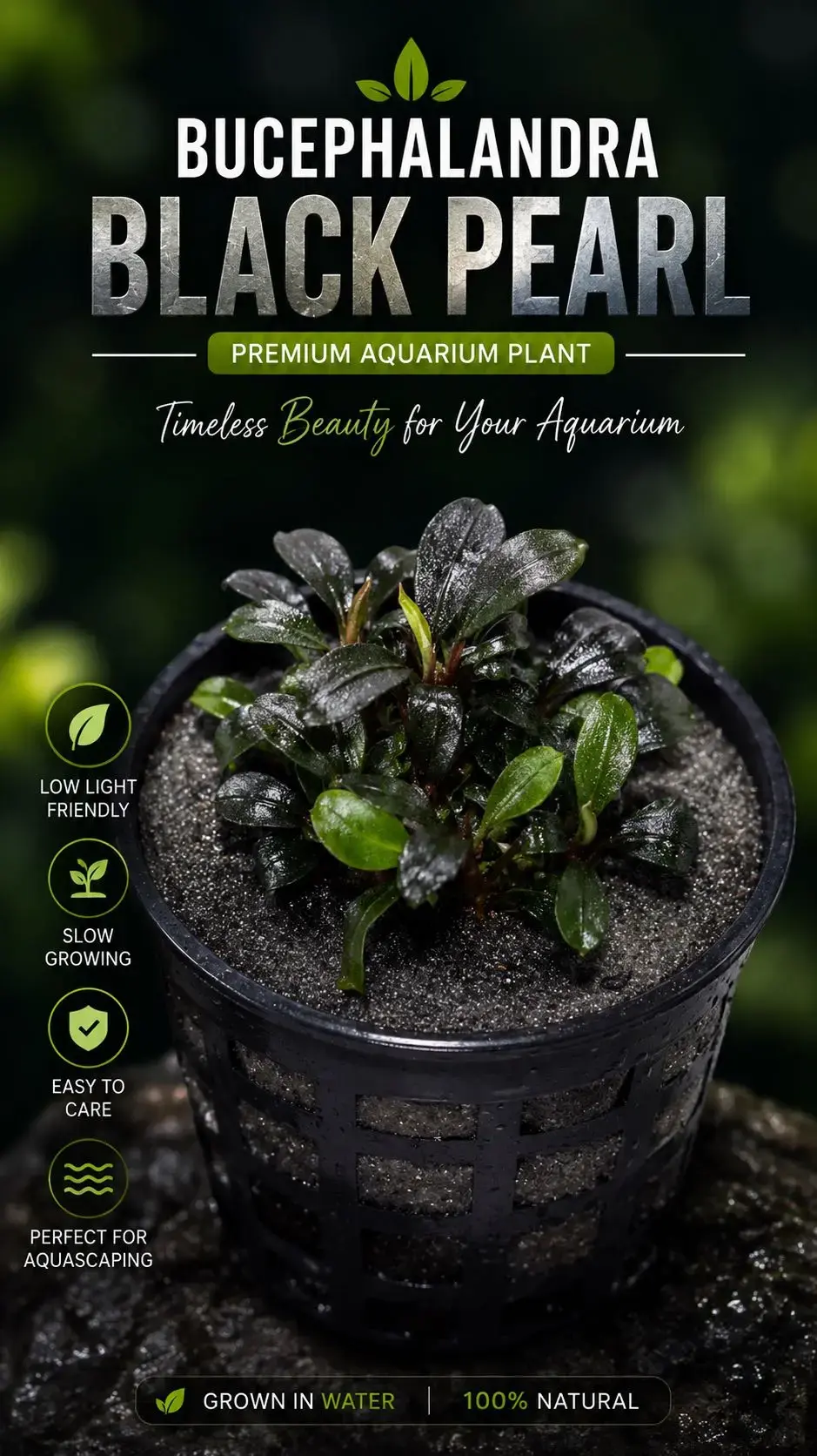 Buy Bucephalandra Black online at best price | GreenMoss Aquarium