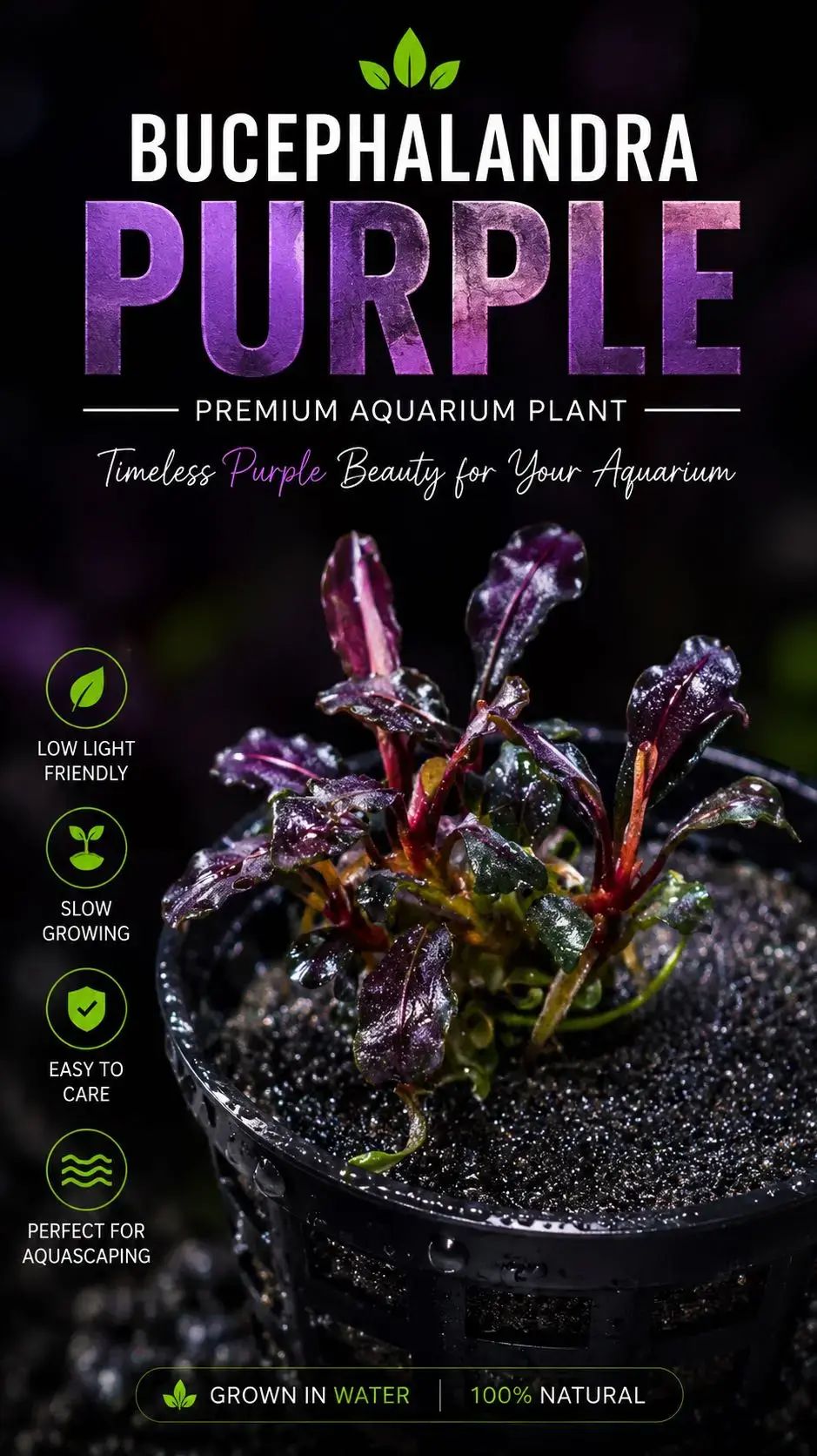 Buy Bucephalandra Purple online at best price | GreenMoss Aquarium