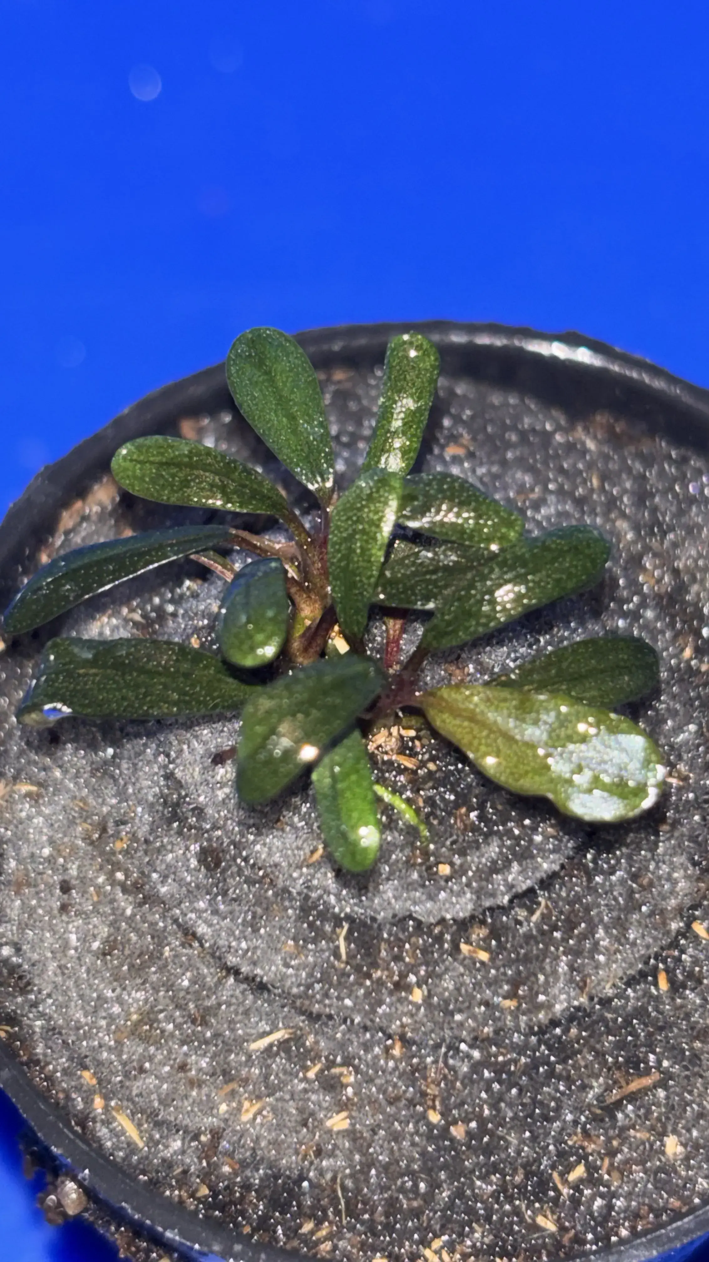 Buy Bucephalandra Blue online at best price | GreenMoss Aquarium