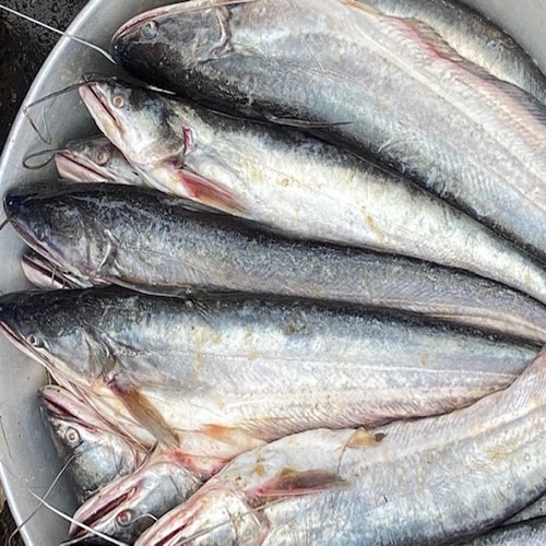 What Is Boal Fish