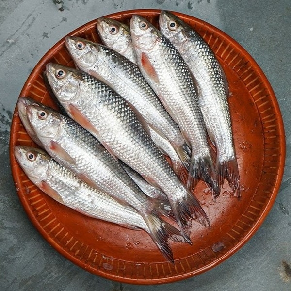 Bata