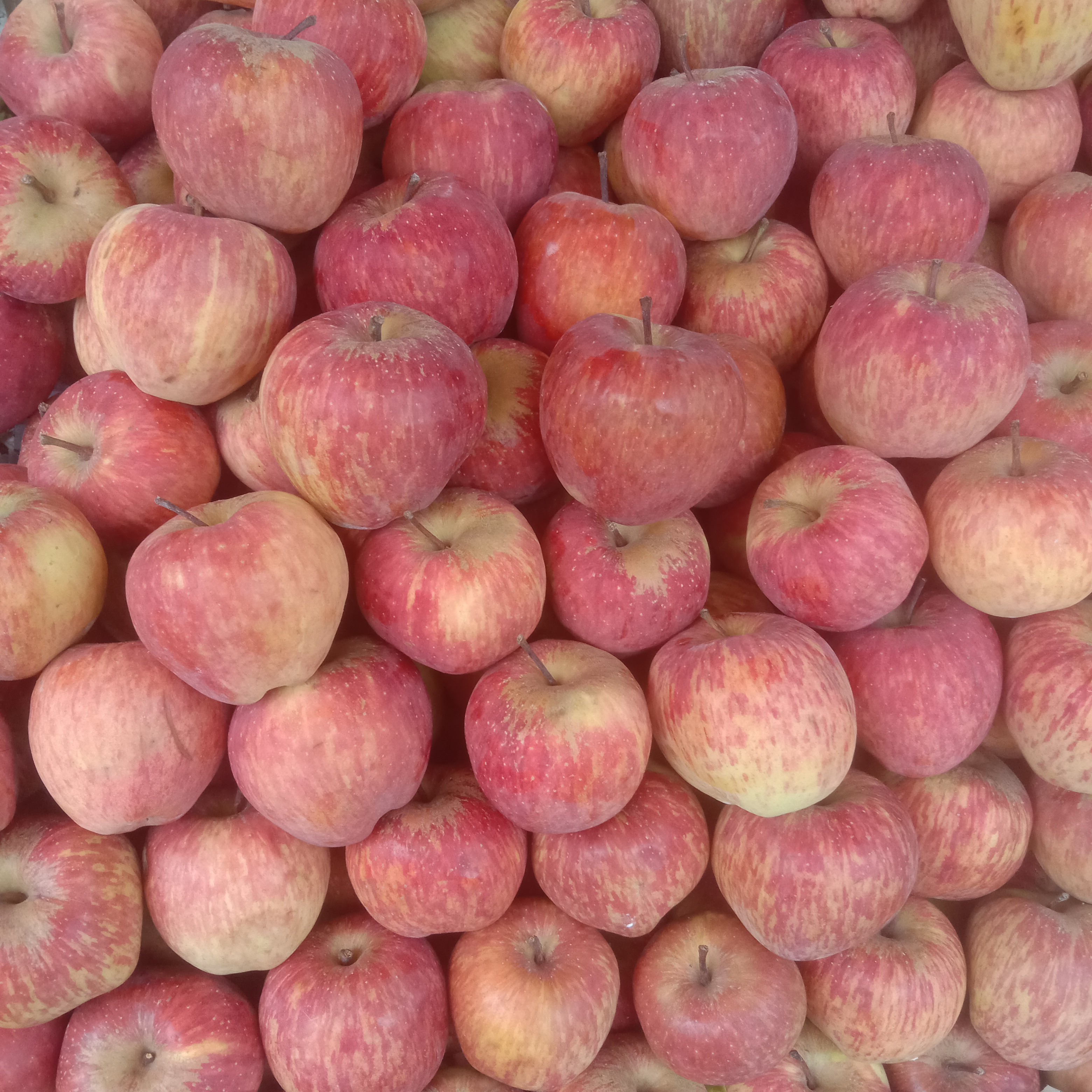 Buy Apple online at best price | Satishomeneeds.in