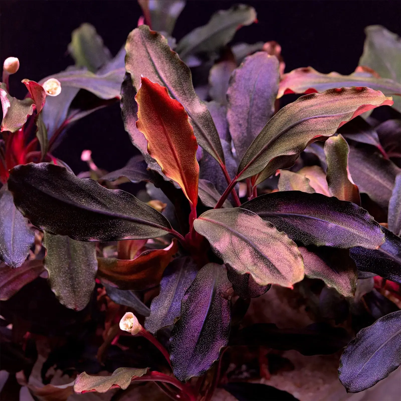 ゆ*う様 TB便‼️Bucephalandra sp dark gray③ Bucephalandra sp.Dark gray