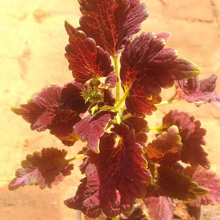 Buy Coleus online at best price | The Green Tag