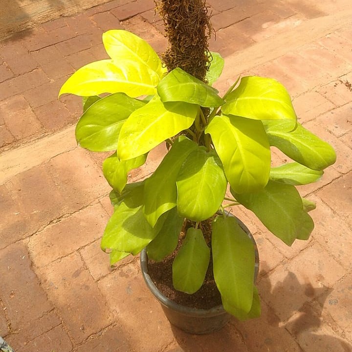 Buy Philodendron Ceylon Gold With Moss Stick online at best price | The  Green Tag