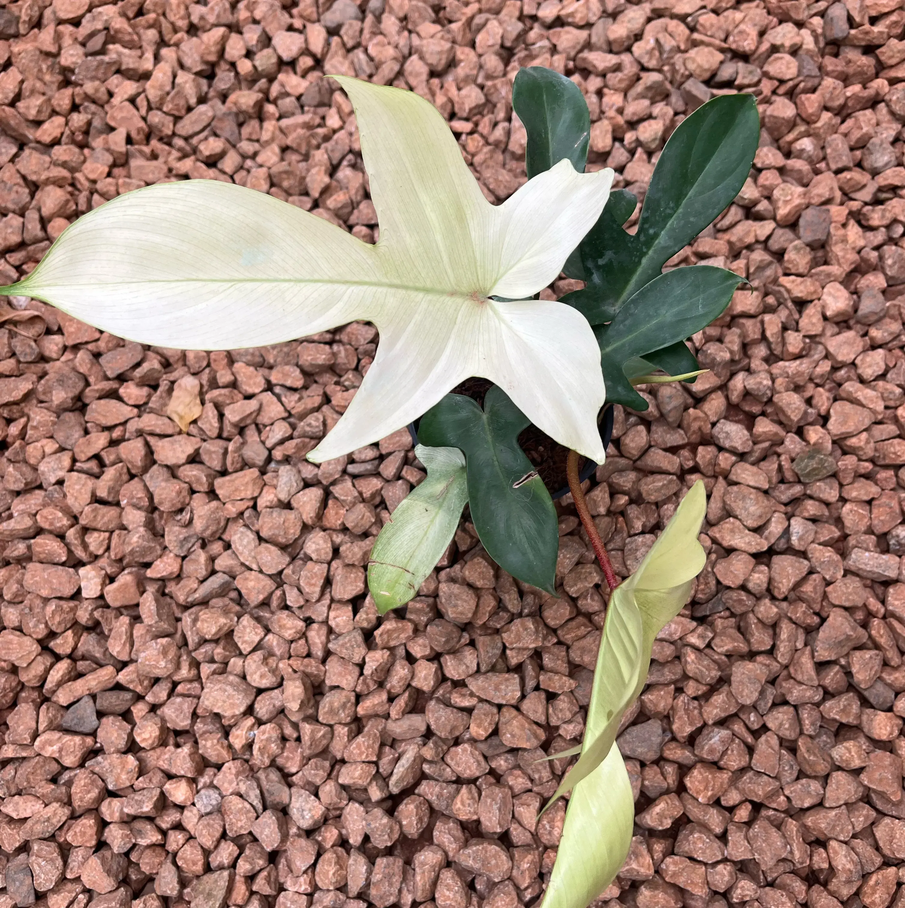 Buy Philodendron Florida Ghost Variegated online at best price | The Green  Tag