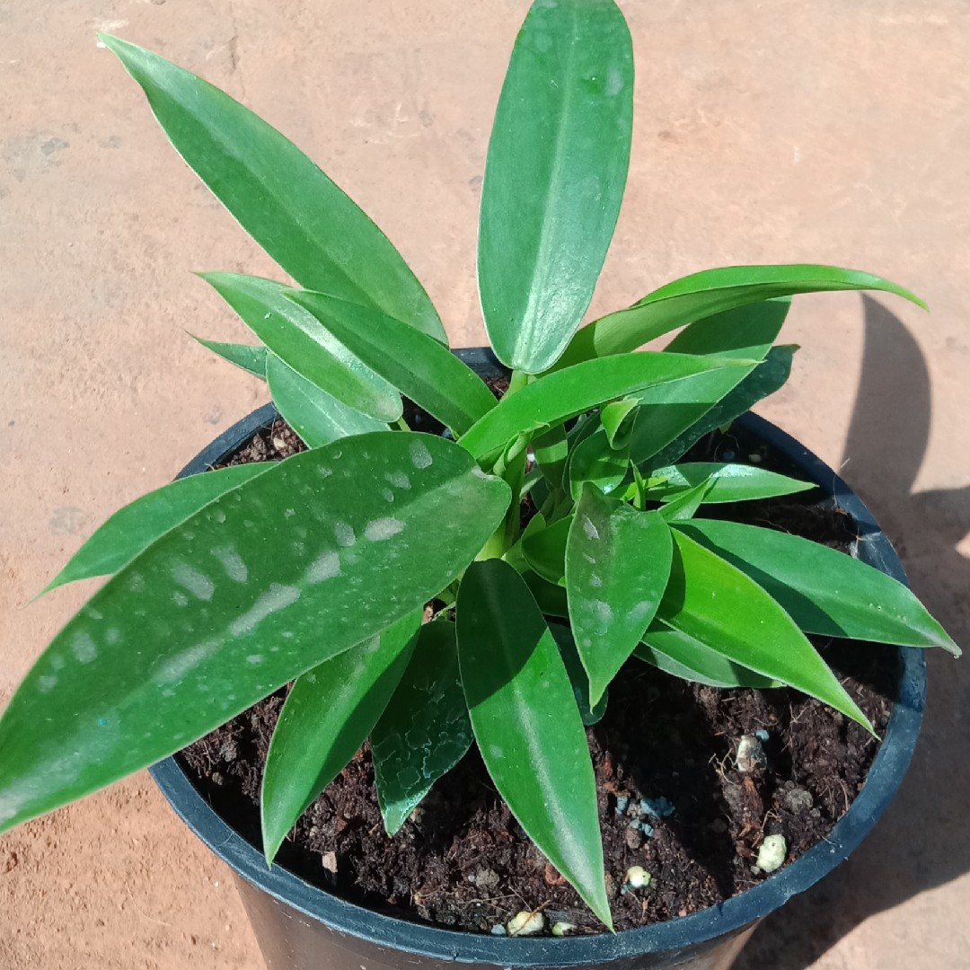 fatsia plants Fatsia japonica 'Spider's Web'