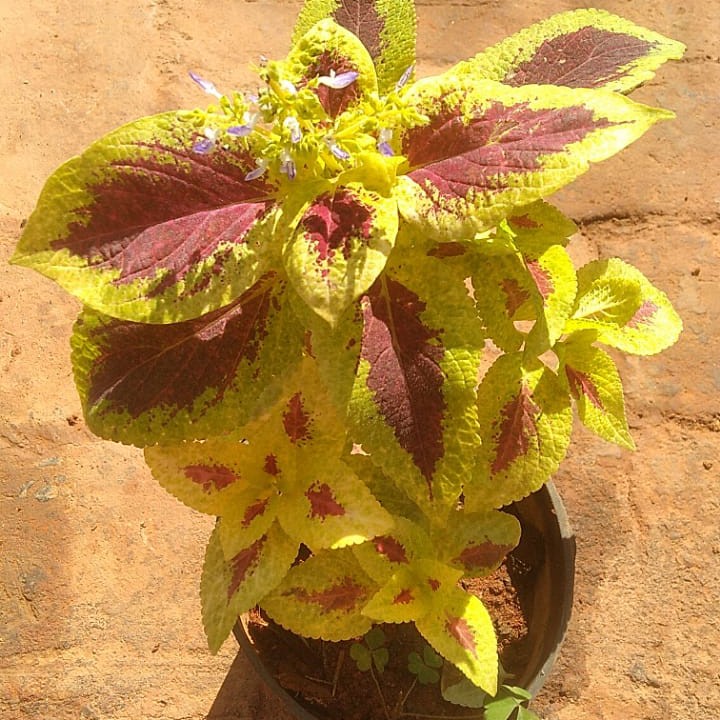 Buy Coleus online at best price | The Green Tag