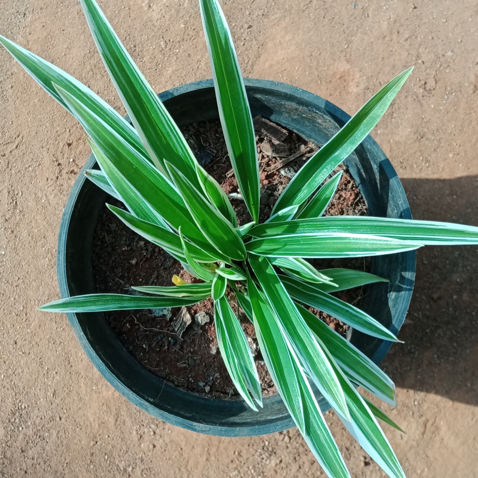 Buy Chlorophytum Laxum online at best price | The Green Tag