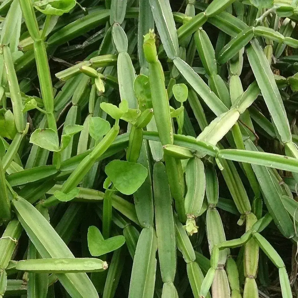 Pirandai